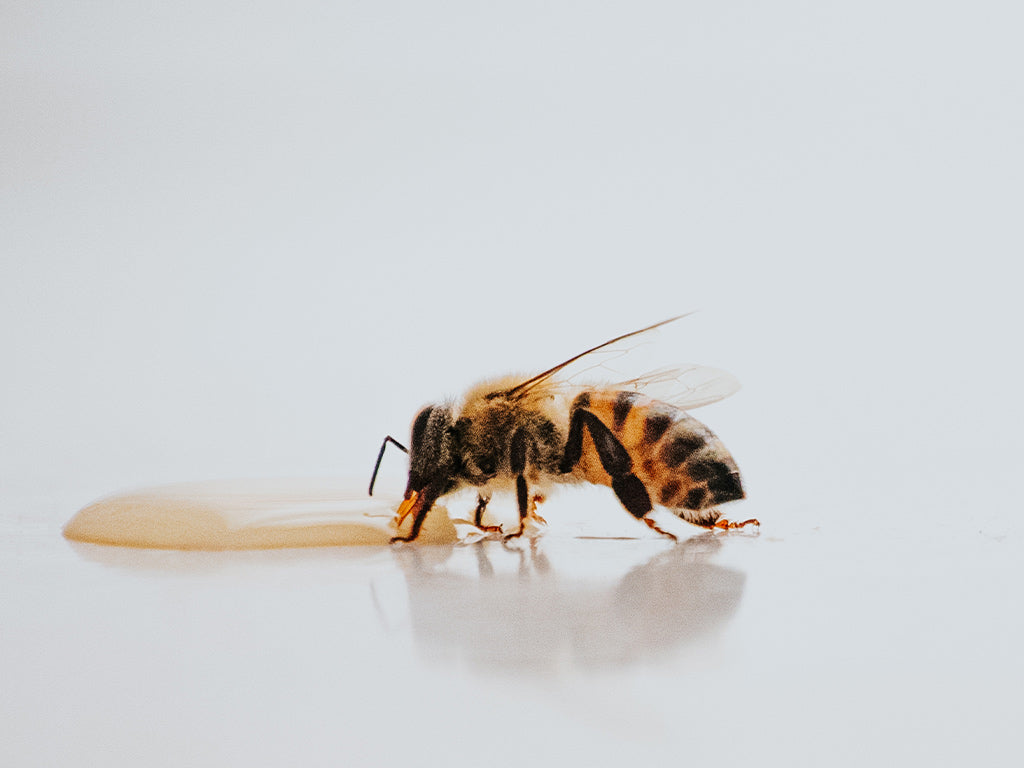 Build bee waterers yourself: A simple guide – Cosy Roots